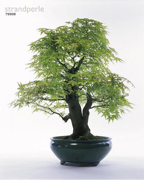 10761300,  Baum,  Bonsai,  Tradition,  Japan,  Asien,  Japan,  Asienisch,  Natur,  Pflanze,  Tradition,  traditionellen