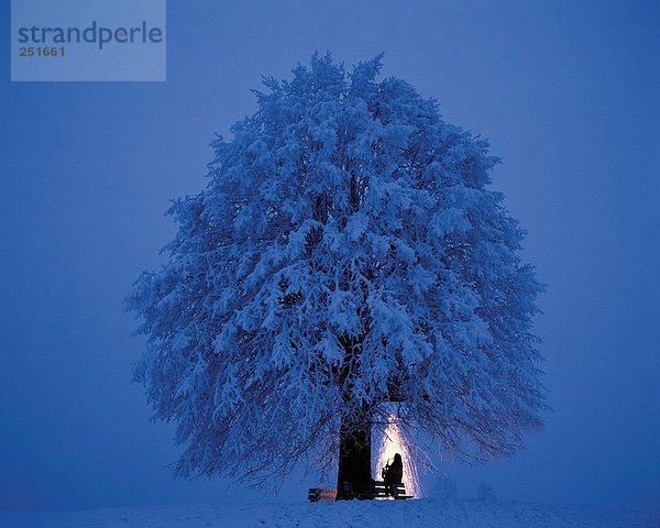 Schneedecke, Baum, Silhouette, Neujahrstag, Feuerwerk, Schnee, bei Nacht