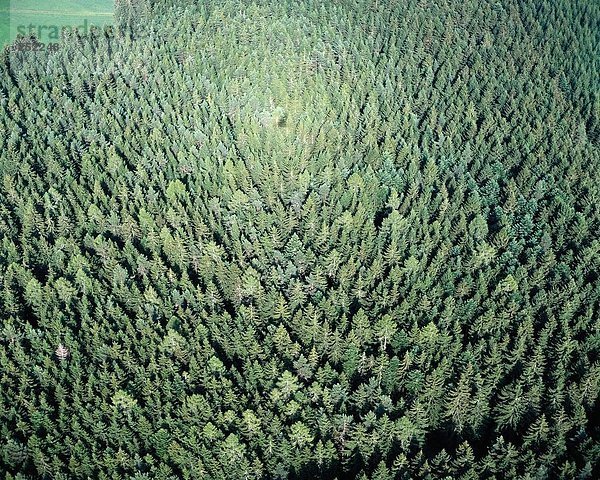 Wald, Holz, Fichte, Luftbild, Nadelwald, Forstwirtschaft