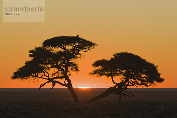 Afrika,  Namibia,  Etoscha-Nationalpark,  Sonnenuntergang