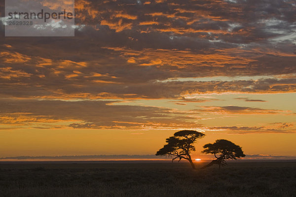 Afrika,  Namibia,  Etoscha-Nationalpark,  Sonnenuntergang