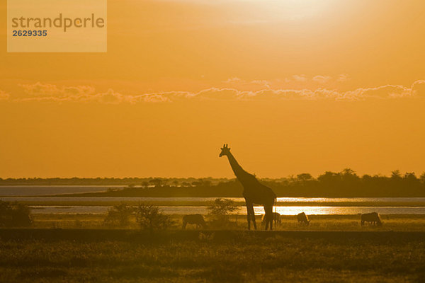 Afrika,  Namibia,  Etosha Nationalpark,  Masai Giraffe (Giraffa Camelopardalis Tippelskirchi),  Sonnenuntergang