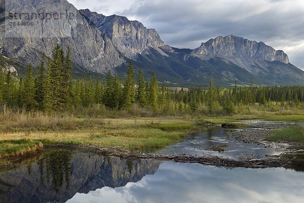 Mount Yamnuska,  N-Federn,  Bow Valley Provincial Park,  Kananaskis Country,  Alberta,  Kanada