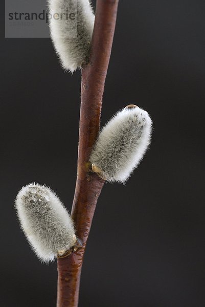 Pussy Willow Catkin (Salix verfärben),  Cochrane,  Alberta,  Kanada