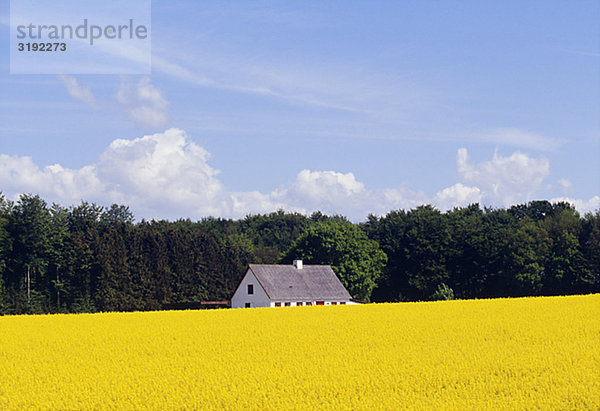 Wohnhaus, gelb, Hintergrund, Füllung