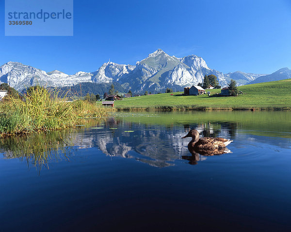 Landschaftlich schön, landschaftlich reizvoll, Tier, See, Meer, Natur, Gras, unbewohnt, leer stehend, Ente, Idylle, Schilf, Schweiz