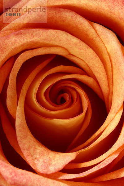 Rosenblüte,  Draufsicht,  Detail