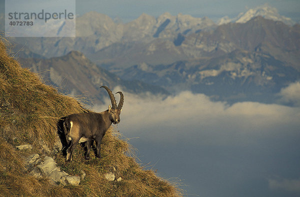 Alpensteinbock,  Steinbock (Capra ibex),  männlich