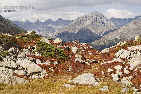 Heidelbeer- und Wacholdersträucher im Alpgebiet Las Jondas unter dem Piz Turettas im Münstertal,  Graubünden,  Blick in Richtung Ofenpass mit dem Piz Nair