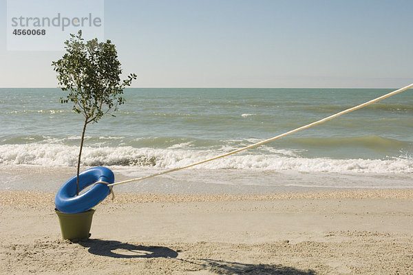 Seil am Lebensgürtel befestigt,  der den Baum umgibt,  der am Wasserrand am Strand wächst
