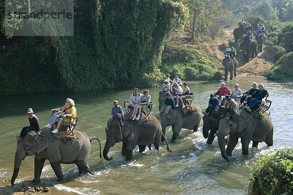 Urlaub, Schutz, Reise, Elefant, Sehenswürdigkeit, Asien, Chiang Mai, Thailand, Tourismus