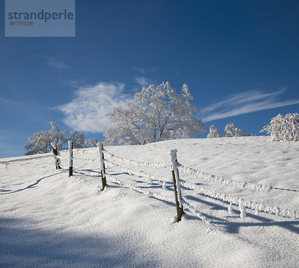 Weiß gefrostete Bäume in der Winterlandschaft