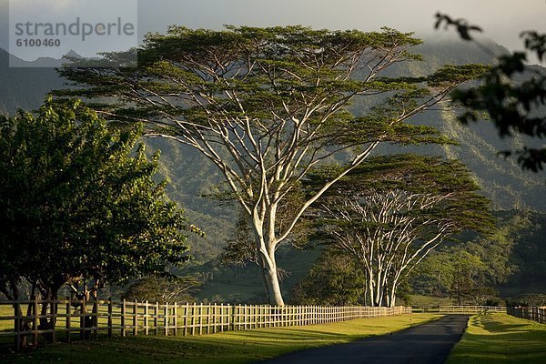 Baum , Fernverkehrsstraße , Insel , Plantage , Hawaii , Kauai , Linie