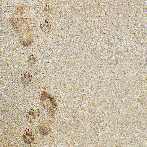 Hawaii,  Oahu,  Fußabdrücke und Pawprints im Sand.