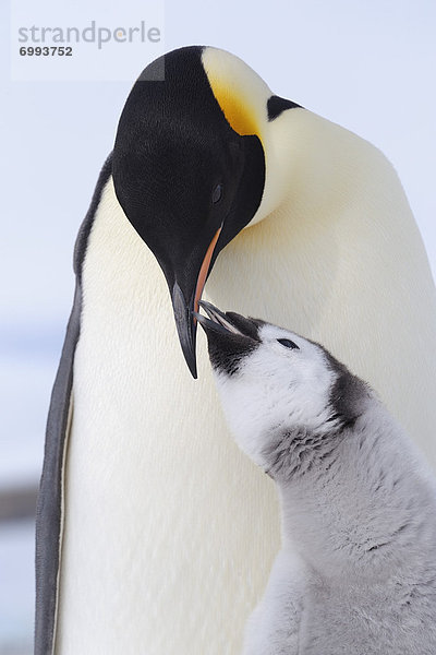 Emperor Penguin Adult and Chick,  Snow Hill Island,  Antarctic Peninsula