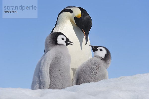 Emperor Penguin Adult and Chicks,  Snow Hill Island,  Antarctic Peninsula