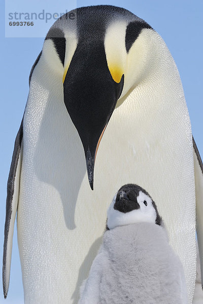 Emperor Penguin Adult and Chick,  Snow Hill Island,  Antarctic Peninsula