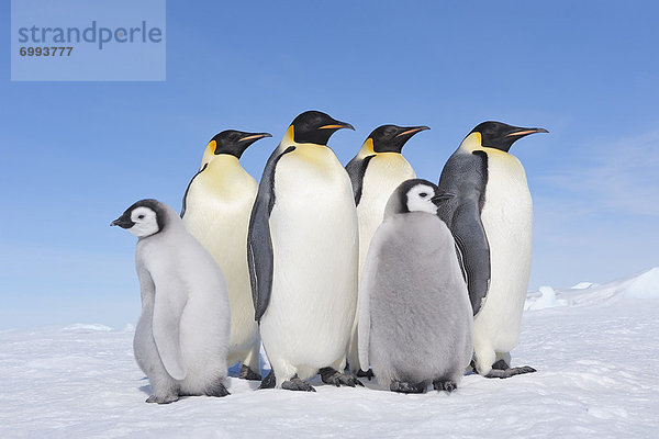 Emperor Penguin Adults and Chicks,  Snow Hill Island,  Antarctic Peninsula