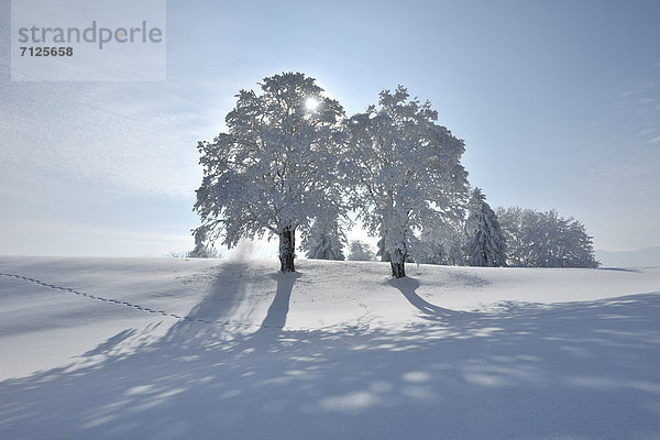 Europa, Winter, Baum, Gegenlicht, Frost, Schnee, Schweiz