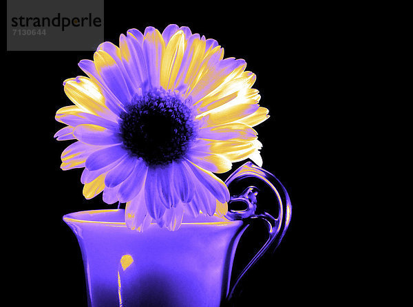 Blumenvase , Blume , Pflanze , schwarz , Hintergrund , Entfremdung , Gerbera