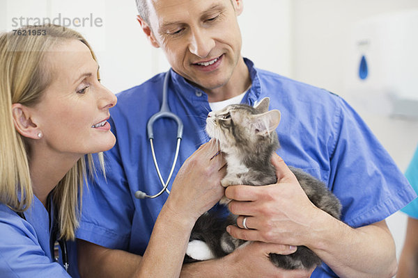 Tierärzte untersuchen Katze in der Tierarztpraxis