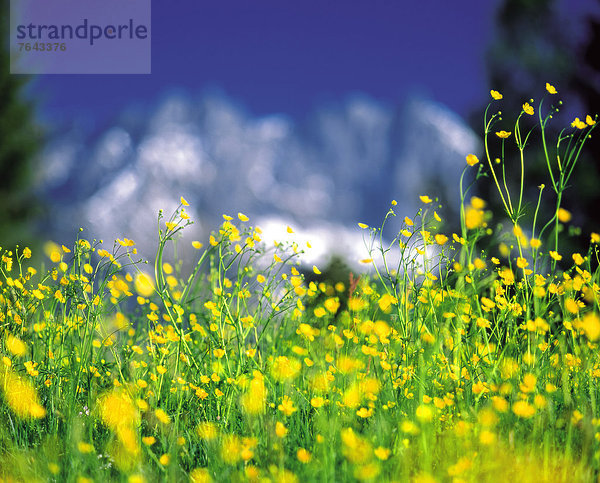 Blumenwiese , Europa , Berg , Sommer , gelb , Himmel , Gesundheit , grün , Natur , Alpen , blau , Wiese , Gras , sauber , Löwenzahn , Arlbergpass , Arlberg , Österreich , Frische , Tirol
