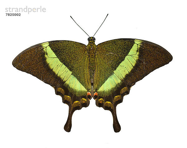 Schwalbenschwanz,  Papilio machaon , Schönheit , Einsamkeit , weiß , Hintergrund , Smaragd