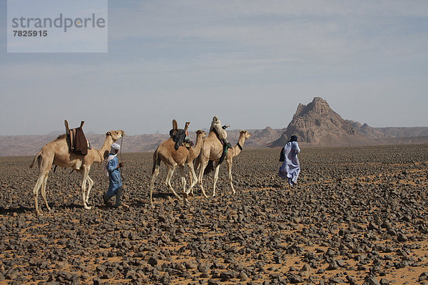 Nordafrika , Dromedar,  Einhöckriges,  Arabisches Kamel,  Camelus dromedarius , Berg , fahren , Wüste , Sahara , Afrika , Algerien , Kamel , mitfahren , Tuareg