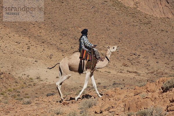 Nordafrika , Dromedar,  Einhöckriges,  Arabisches Kamel,  Camelus dromedarius , Berg , fahren , Wüste , Sahara , Kamel , Afrika , Algerien , mitfahren , Tuareg