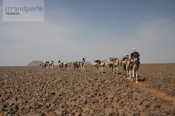 Nordafrika , Dromedar,  Einhöckriges,  Arabisches Kamel,  Camelus dromedarius , Berg , fahren , Wüste , Sahara , Afrika , Algerien , Kamel , mitfahren , trekking , Tuareg