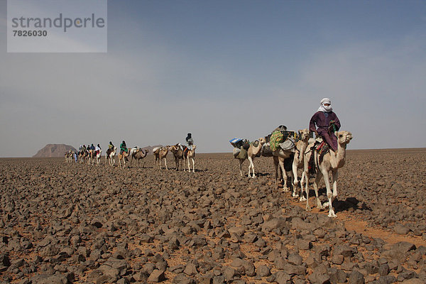 Nordafrika , Dromedar,  Einhöckriges,  Arabisches Kamel,  Camelus dromedarius , Berg , fahren , Wüste , Sahara , Afrika , Algerien , Kamel , mitfahren , trekking , Tuareg
