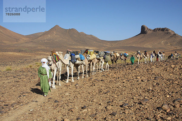 Nordafrika , Dromedar,  Einhöckriges,  Arabisches Kamel,  Camelus dromedarius , Karawane , Berg , fahren , Wüste , Sahara , Afrika , Algerien , Kamel , Campingwagen , mitfahren , Tuareg
