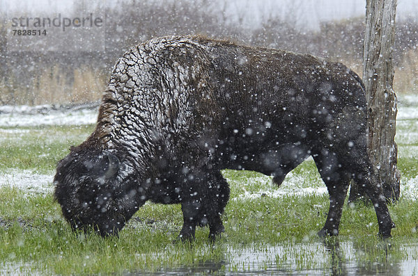 Vereinigte Staaten von Amerika,  USA , Waldbison,  Bison bison athabascae , Schutz , Tier , Alaska , Bison , Schnee , Wildtier