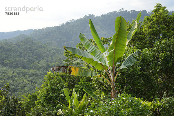 Bananenblatt , Landschaft , Natur , Mittelamerika , Costa Rica