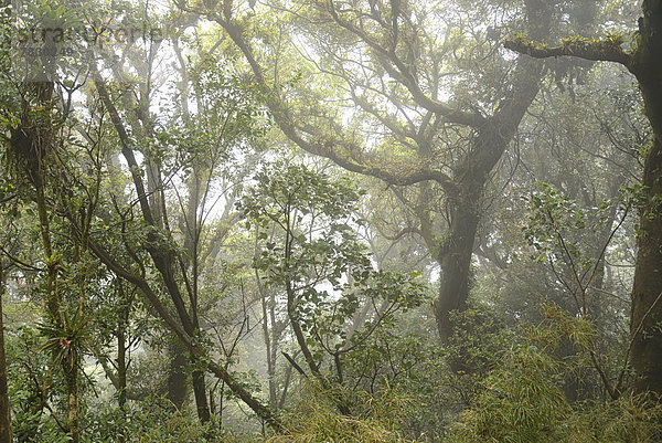 Baum , Wald , Natur , Vulkan , Nebel , Mittelamerika , Costa Rica