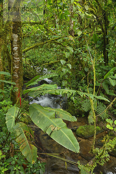Nationalpark , Hochformat , Wasser , Regenwald , Natur , Bach , Mittelamerika , Panama