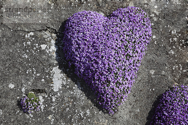 Veilchen,  viola , lila , Helligkeit , Europa , Liebe , Wand , Blume , Botanik , Blüte , Garten , herzförmig,  Herz , Schweiz