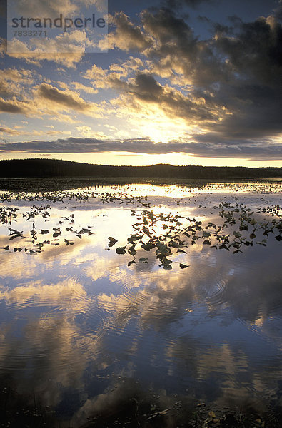 Vereinigte Staaten von Amerika,  USA , Wasser , Entspannung , Wolke , Sonnenuntergang , Spiegelung , Kenai-Fjords-Nationalpark , Watson Lake , Moor , Alaska