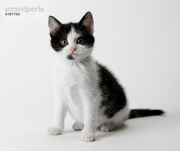 Porträt eines schwarz-weißen Kätzchens