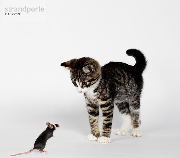 Maus konfrontiertes Kätzchen