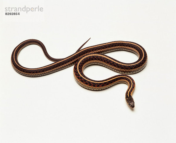 Strumpfband Snake,  Studioaufnahme