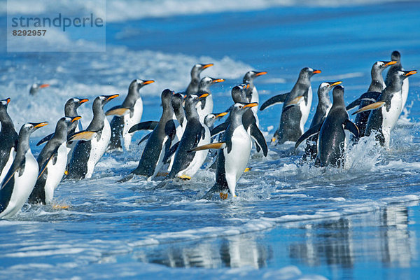 Eselspinguine (Pygoscelis papua papua) aus dem Wasser, Falklandinseln