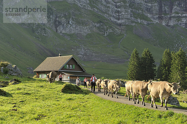 Hausrind, Hausrinder, Kuh, Europa, Tradition, Reise, Schweiz