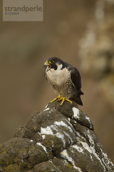 Wanderfalke,  Falco peregrinus , Kamloops , Kanada