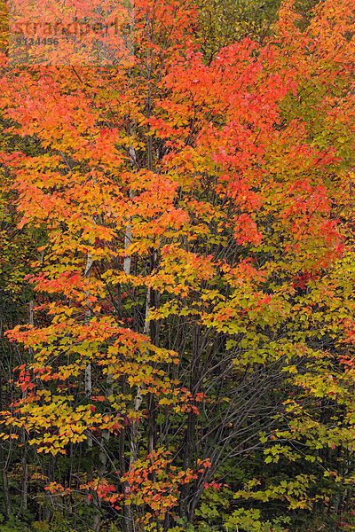 Herbst , rot , Ahorn , Kanada , Laub , Ontario
