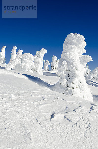 bedecken, Baum, Geist, British Columbia, Kanada, Schnee