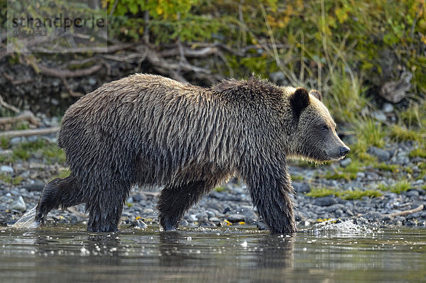 Grizzlybär,  ursus horibilis,  Grizzly , Wasserrand , Fluss , Lachs , Bär , Kanada , junges Raubtier,  junge Raubtiere
