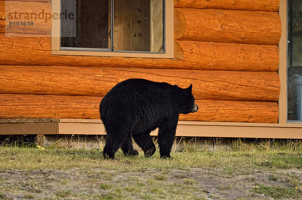 Schwarzbär, Ursus americanus, nahe, camping, Lachs, Tourismus, British Columbia, Kanada, Laich