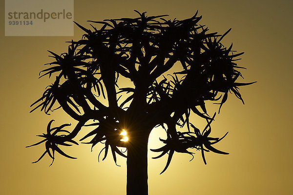Köcherbaum, Aloe Dichotoma, Sonnenuntergang, Baum, Namibia, Gegenlicht, Afrika