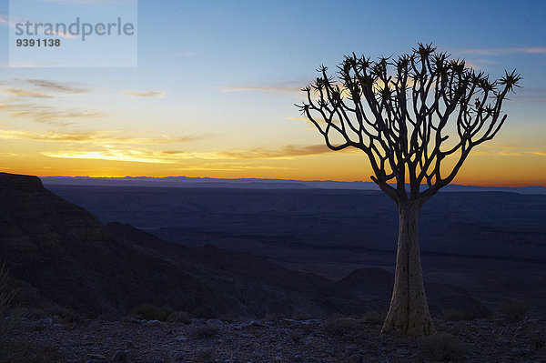 Köcherbaum, Aloe Dichotoma, Baum, Steilküste, Sonnenaufgang, Namibia, Afrika, Blaue Stunde